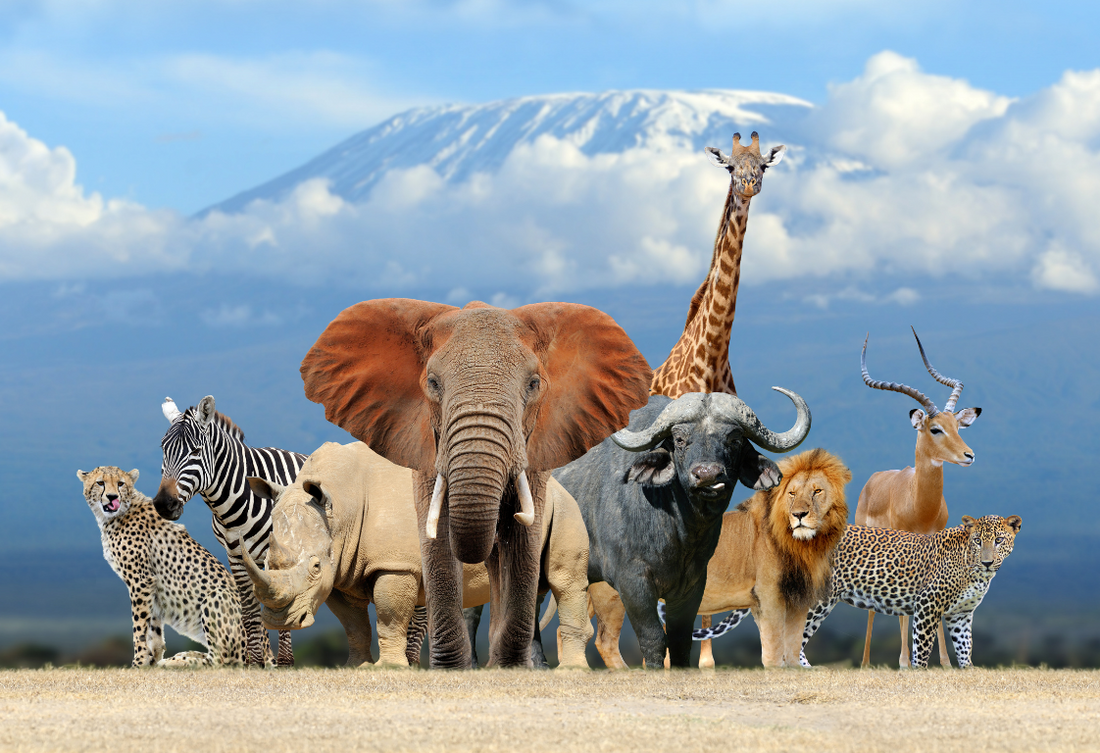 Pourquoi une Déco sur le Thème des Animaux ?